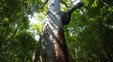 Fototapeta premium Large tropical tree in a dense rainforest. Ancient jungle flora with lush green foliage.
