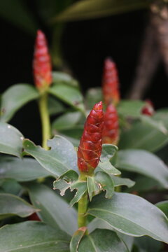 Red costus woodsonii flowers with spiraling cone-shaped bracts tropical botanical blooming perennial landscape