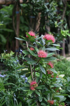 Pink bottlebrush flowers blooming in a lush garden with bottlebrush callistemon botanical ornamental tropical blooming beautiful