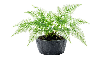 Fototapeta premium Green fern plant in dark stone pot, lush indoor houseplant on white background, decorative botanical fern foliage for interior design