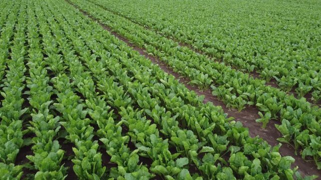 Rows of young sugar beet plants growing in a large agricultural field, vibrant green foliage in neat rows under a cloudy sky, rural farming landscape