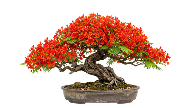 Blooming flame tree bonsai with vibrant red flowers, miniature Delonix regia tree in ceramic pot, exotic flowering bonsai plant isolated on white