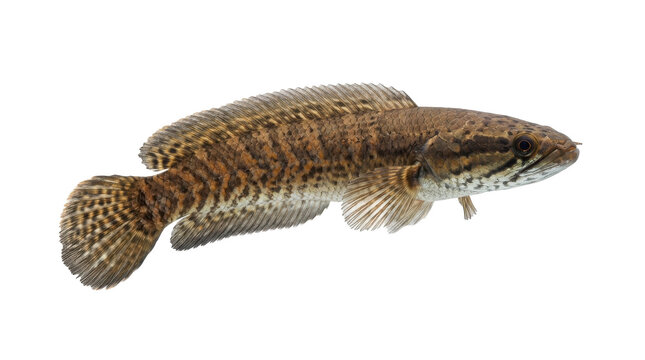 Dwarf Snakehead Gentle Swimming Pose
