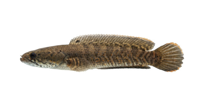 Dwarf Snakehead Studio Photograph