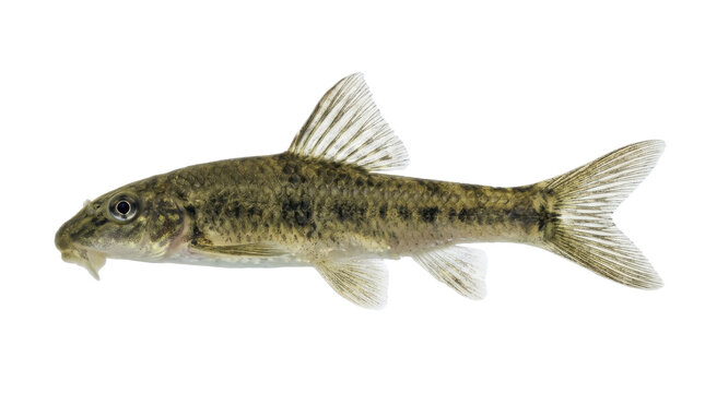 Dwarf Sucker on White Background