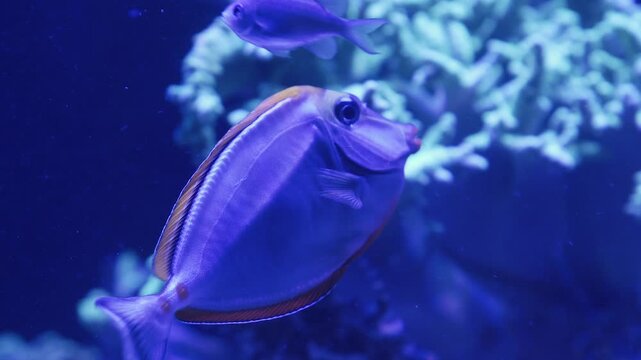 Colorful fish explore vibrant corals in an enchanting marine oasis
