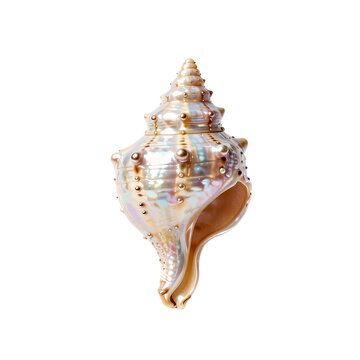 Elegant seashell shimmers with iridescent hues and golden accents on a white backdrop
