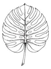 Vintage monstera deliciosa leaf sketch, hand drawn tropical foliage vector, black and white botanical illustration for wedding invitations © shamim