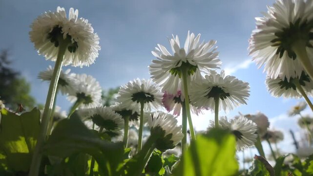 Panning from below of daisy flowers swaying in the wind against a cloudy sky, close-up