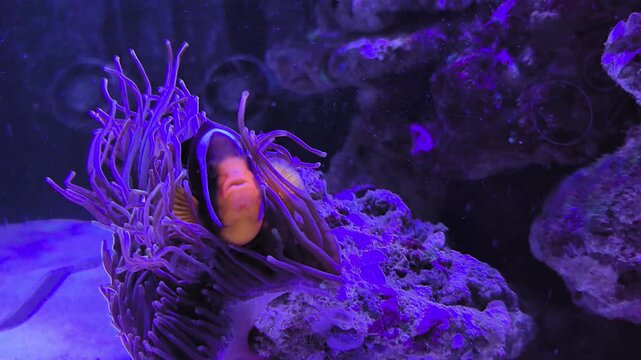 Colorful clownfish swim gracefully among vibrant anemones in a marine wonderland