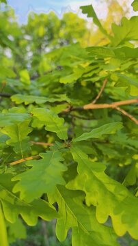 Brilliant oak leaves shimmering in the sunlight during a tranquil afternoon