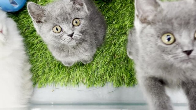 High-angle shot of cute British shorthair and Persian kittens playing on green grass