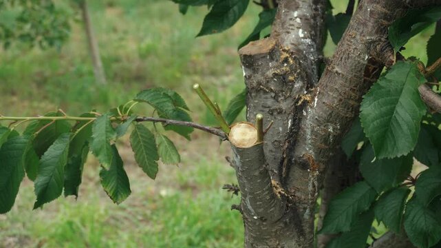 A gardener in white gloves grafts a cherry branch onto a cutting from an old tree, surrounded by bright green leaves and a well-groomed garden plot
