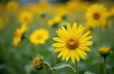 Fototapeta premium Field of blooming yellow Jerusalem artichoke sunflowers, with a bright center and green stems. Small buds and other flowers appear in the soft focus background.