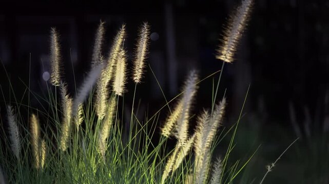 Beautiful wild grass flower blowing in wind during morning, sunshine when backlight creates glowing rim-light effect on fresh nature plant background for peaceful environment scene.