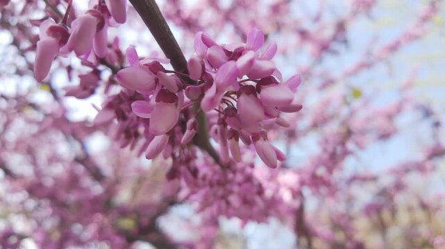 Close-up of pink-purple flowers of blooming Cercis, Redbud tree in blue sky background