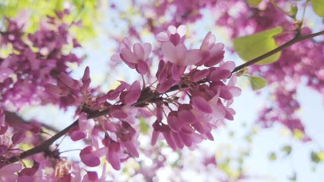 View from below looking up of pink-purple inflorescences on a blooming Cercis Redbud tree against a blue sky, close-up
