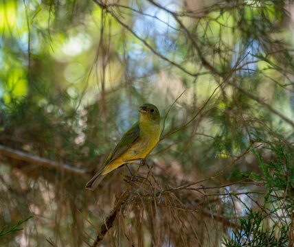 Female painted bunting (Passerina ciris) songbird in pine forest