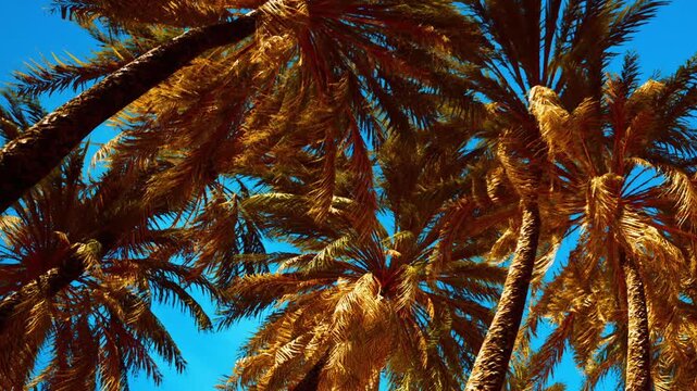 Tall palm trees are seen reaching towards the clear blue sky. Sunlight shines through the leaves, highlighting their green and yellow hues. The scene captures a warm moment in a tropical area.