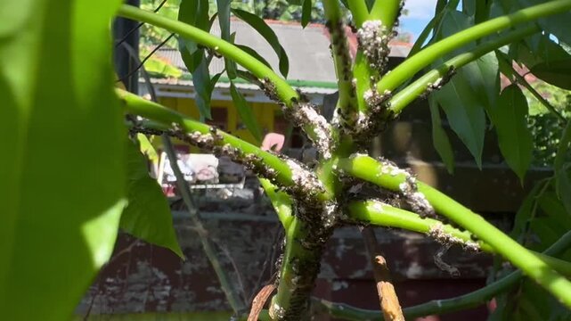 Ants and White Aphids Infesting a Green Plant Stem, Macro video showing a symbiotic relationship between black ants and white aphids or scale insects clustered heavily on a green plant stem in a garde