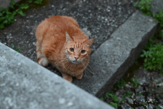 Orange stray cat sitting on the stairs