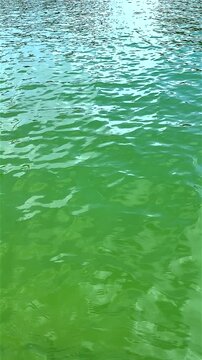 Vertical 4K video showing gentle ripples moving across green water, creating a calm natural texture background for mobile video.