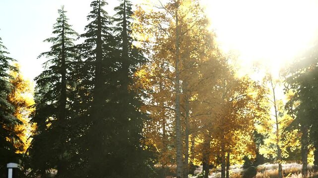 In the afternoon, sunlight breaks through the branches of tall trees. The leaves show bright colors of fall. The scene is tranquil with a forest feel and natural beauty.