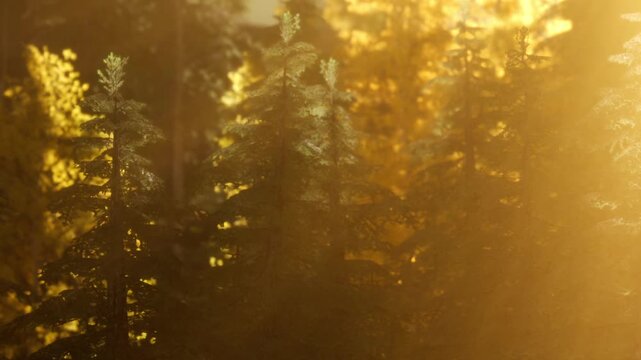 Sunlight filters through tall trees in a forest. The scene shows leaves changing colors as autumn takes hold. A warm glow fills the area, highlighting the beauty of nature.