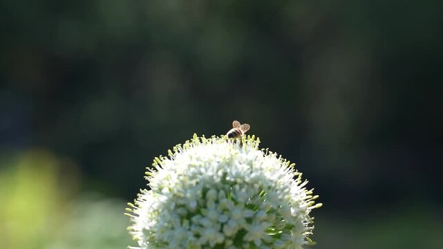 pollinators on flower 