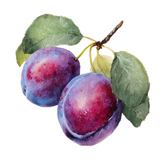 Watercolor Plum vector, artistic painting style, high-resolution illustration on a pure white background. © Cooper
