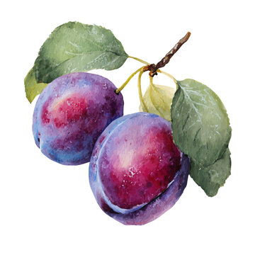 Watercolor Plum vector, artistic painting style, high-resolution illustration on a pure white background.