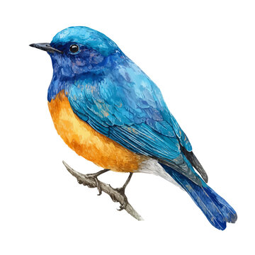 Tweedia watercolor drawing vector, premium quality illustration on a clean white background.