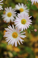 Obraz premium Vertical macro view of delicate white and pink autumn chrysanthemum flowers with bright yellow centers blooming in a garden.