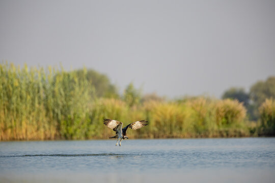 Osprey rising with sunlit underwings above the water