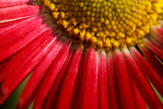 Close up view of red daisy petals and pollen center with macro photography