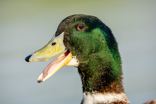 Close-up portrait of a calling male mallard duck