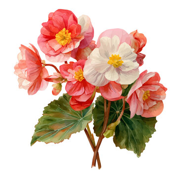 Begonia Bouquet watercolor artwork, high-quality professional vector illustration isolated on a white background.
