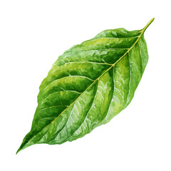 Fototapeta premium Watercolor painting of Avocado Leaf, detailed and artistic vector illustration on a white background.