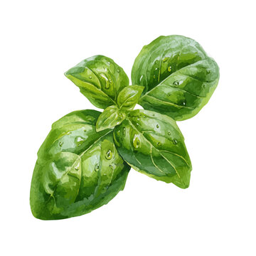 Stylized watercolor Basil Leaf vector, modern artistic illustration with high-quality details on a pure white background.