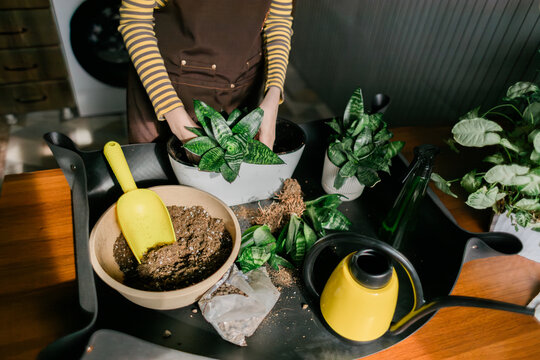 Teenage girl potting houseplant on table with soil tools