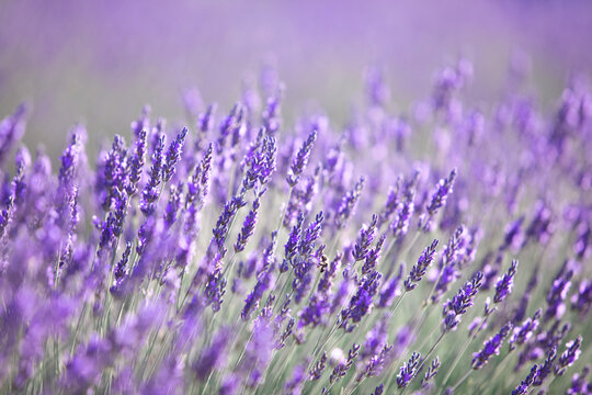 Lavender field. Blossom summer field