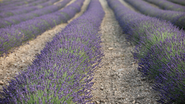 Lavender field. Blossom summer field