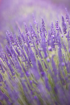 Lavender field. Blossom summer field