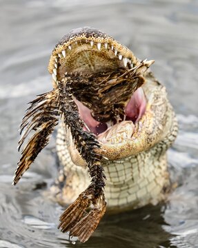 American Alligator With a Fish Catch Open Wide Scavenging 