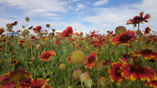 Cinematic low angle of vibrant red and yellow blanket flowers swaying in a spring breeze with bees