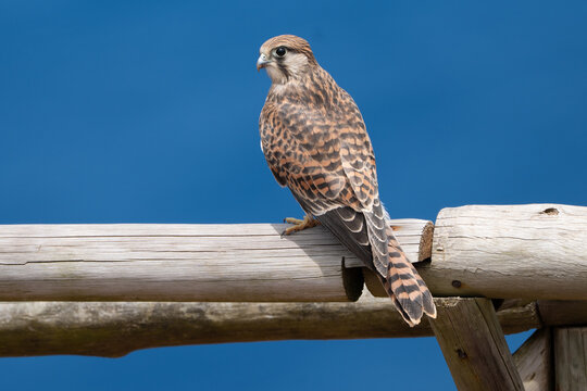 Beautiful kestrel perched on wood against blue sky