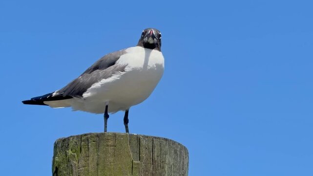 Black and white Laughing Gull seagull standing on a wood pylon isolated against a blue sky with copy space

