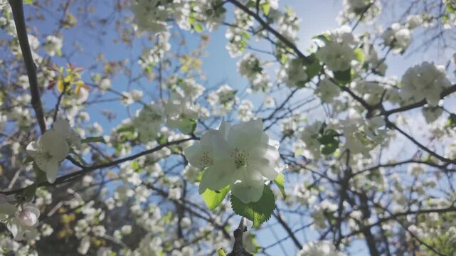 Close-up of branches cowered with white flowers of a blossoming apple tree against a blue sky on a sunny day, backlit by the sun. Crabapple in full bloom