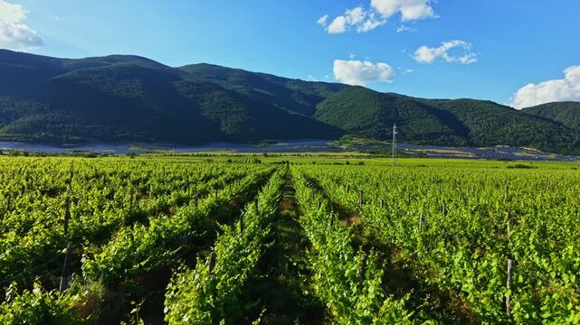 Rows of green grapevines stretch across a valley surrounded by mountains under a bright blue sky. The sun shines down on the lush plants as they grow in neat lines.