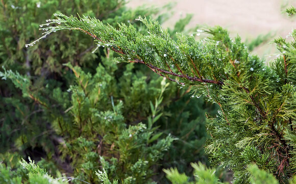 Green Juniper Branch Water Drops Macro